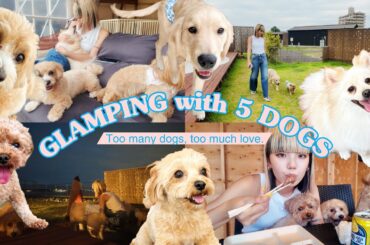 vlog : 最高な休日。わんこ5匹とグランピングが癒しすぎた🐶🌊🌳🩵