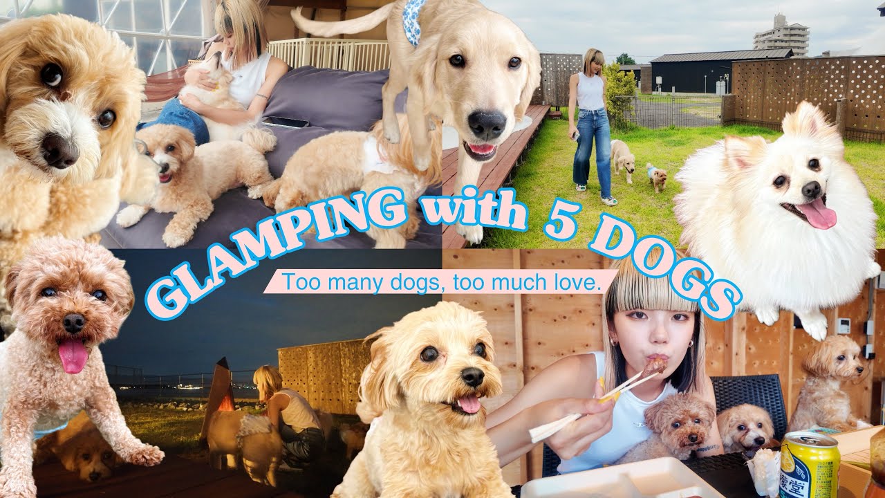vlog : 最高な休日。わんこ5匹とグランピングが癒しすぎた🐶🌊🌳🩵 vlog : 最高な休日。わんこ5匹とグランピングが癒しすぎた🐶🌊🌳🩵