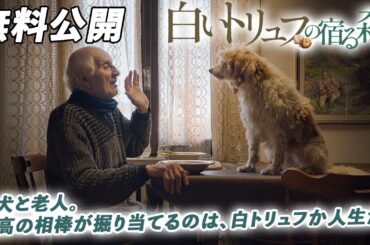 【🎥本編無料公開中🎥】絵画のように美しいドキュメンタリー『白いトリュフの宿る森』（字幕版）