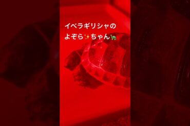 よぞらの寝顔可愛い🩷#爬虫類女子 #リクガメ #miwa