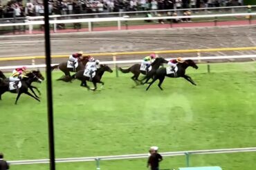 【字幕付】ボクが観に行った中央競馬全19レース 2024.10.06～25.06.08 内GⅠレースは 安田記念～日本ダービー～オークス～ヴィクトリアマイル～NHKマイルカップ～皐月賞～ジャパンカップ