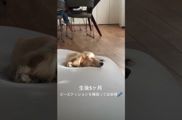 ビーズクッション独り占め　#ミニチュアダックスフンド　#doglover  #犬動画 #animals #子犬 #puppy