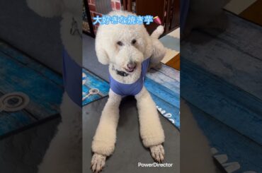 スタンダードプードル2歳🐩ワクチン接種の副作用かな？ #スタンダードプードル #大型犬のいる生活 #ワクチン接種 #副作用