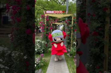 【自治体コラボ企画第12弾】福山市・ローラちゃんはじめまして！