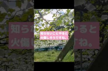 紙飛行機に乗せて自己肯定感高める秘訣を謳いました。#ドメーヌオヤマダ#ワイン#日本ワイン