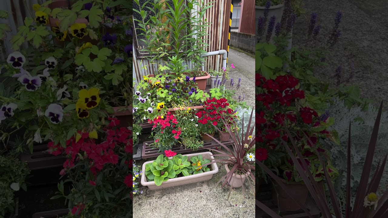 お父さんの家の花壇の花💐