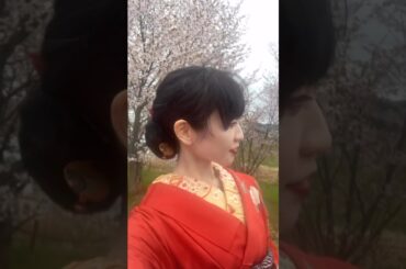 夜桜ポートレート撮影風景を自作曲、仇桜でお届け🌸 山口小夜子さまモデルの振袖で夜桜ポートレートを自作曲「仇桜」でお届け　2025.5.10   MArika_yzkr