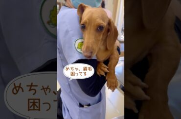 【あとから気づいてママに八つ当たり⁉️】スタッフ愛犬🐶のワクチン接種#動物病院 #かわいい犬