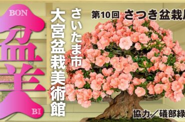 さいたま市大宮盆栽美術館主催　「さつき盆栽展」　協力：礒部緑園