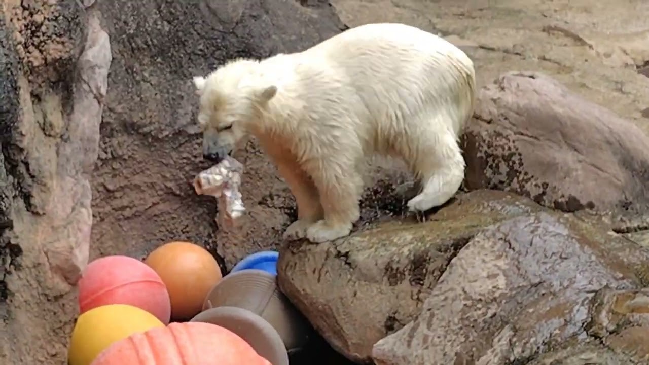 初めまして ライ 君  久しぶり イッちゃん  最後に授乳🍼が見れて良かった  at  よこはま動物園ズーラシア