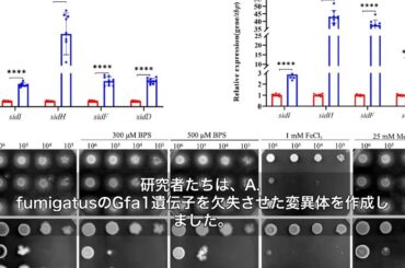 致死性真菌の弱点を発見！Gfa1酵素が拓く新たな抗真菌治療