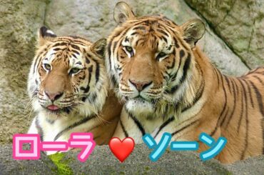 アムールトラ　ソーンくんとローラちゃん　なかよく寄り添っています【浜松市動物園】Amur tiger Son-kun Lora-chan Hamamatsu Zoo
