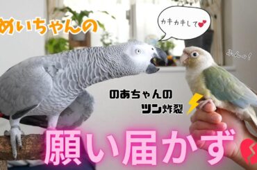 【ヨウム】めいちゃんの思い届かず💔のあちゃんのツン炸裂⚡