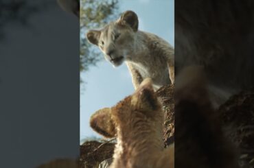 東京のど真ん中にプライドロック⁉️『#ライオンキングムファサ』大ヒット上映中🦁この映画を観ないと本当の「#ライオンキング」は完成しない❗️はじまりの物語がついに明らかに✨