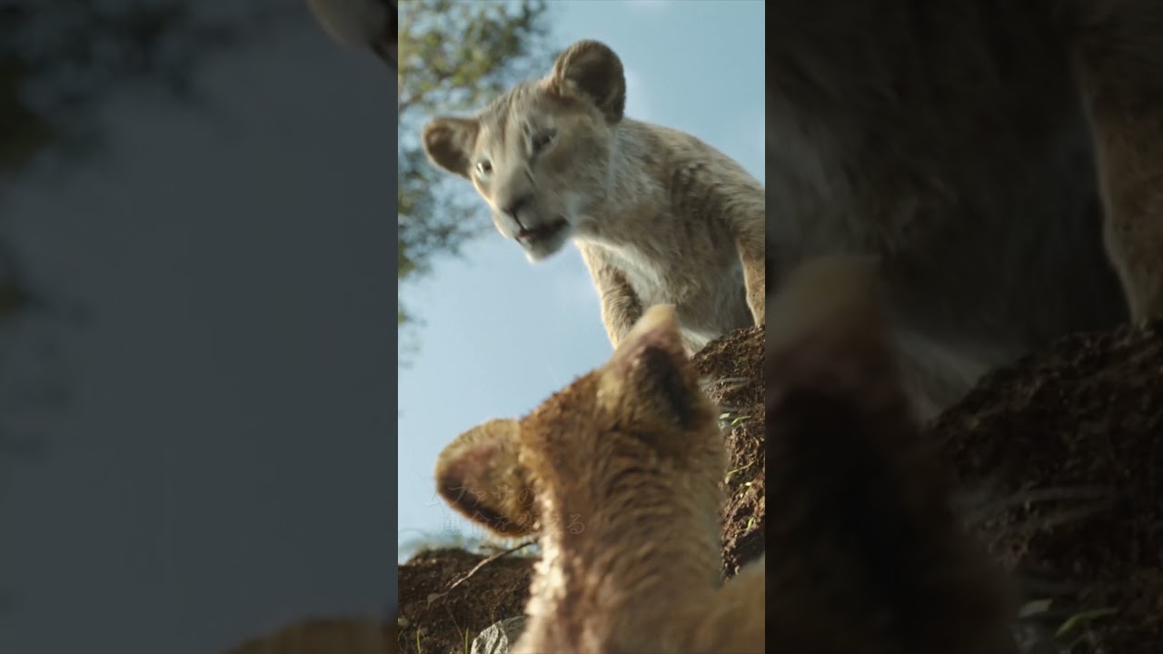 東京のど真ん中にプライドロック⁉️『#ライオンキングムファサ』大ヒット上映中🦁この映画を観ないと本当の「#ライオンキング」は完成しない❗️はじまりの物語がついに明らかに✨ 東京のど真ん中にプライドロック⁉️『#ライオンキングムファサ』大ヒット上映中🦁この映画を観ないと本当の「#ライオンキング」は完成しない❗️はじまりの物語がついに明らかに✨