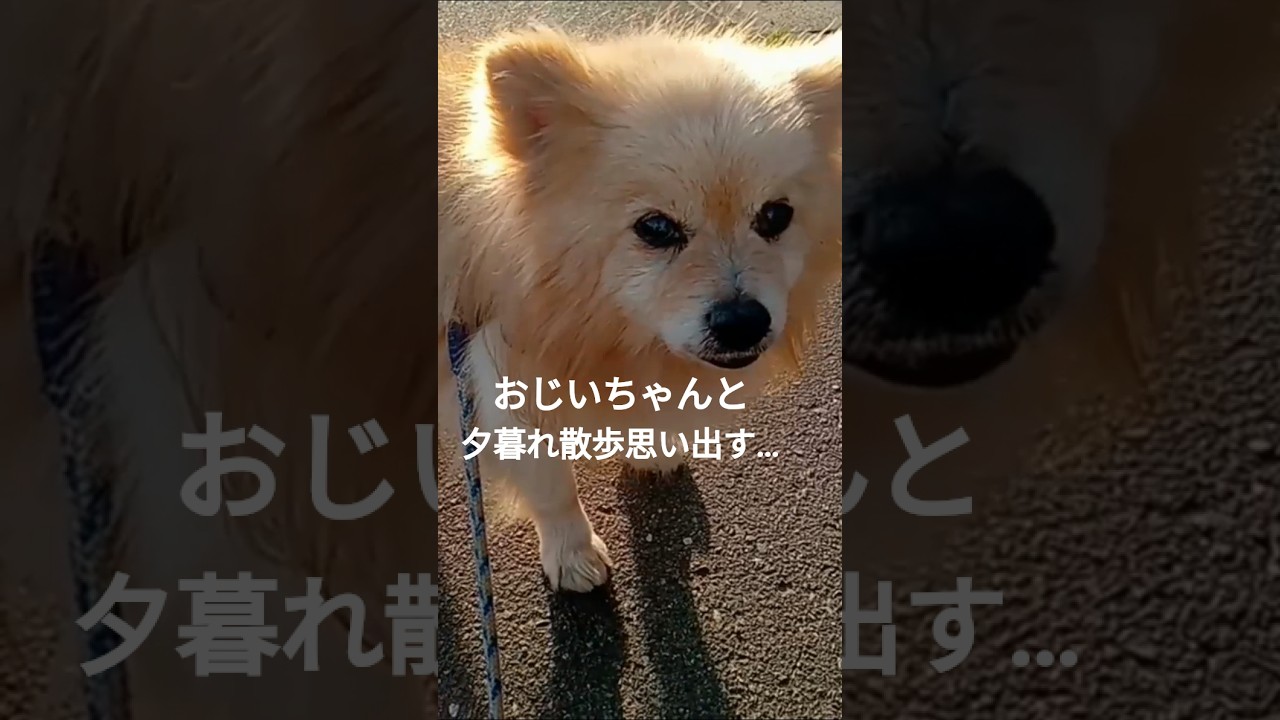 愛と言う形ないもの…#ポメラニアン #西野カナ