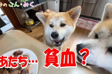 あたち…貧血？「みくの健康状態…」　今日のごん・みく　 秋田犬【ごん・みく チャンネル】