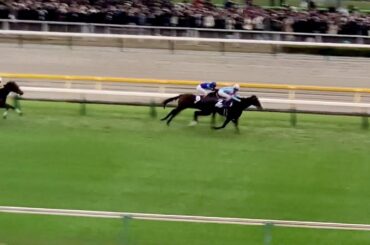 東京競馬場 2019.10.27～2024.06.09 マイルカップ2024～ジャパンカップ2023～天皇賞秋2023～日本ダービー2023～オークス2023～ジャパンカップ2022～天皇賞秋2019