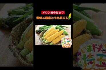 #とうもろこし#夏野菜#とうもろこし祭り#味来#コーン#収穫#栽培#農産物#甘い#美味しい#アワノメイガ#害虫#直売所#レンジでチン#深谷市#松井咲子#カナイ#小堺翔太#いまたま#埼玉県#shorts