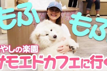 【癒し】初めてのサモエドが最高だった日