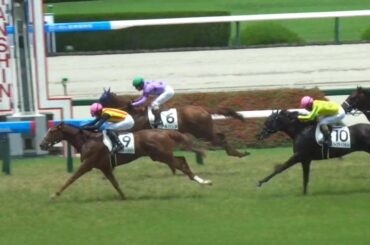 2025年6月22日阪神5Rメイクデビュー阪神2歳新馬戦！皐月賞馬ミュージアムマイルの妹フェスティバルヒルがデビューを迎える！