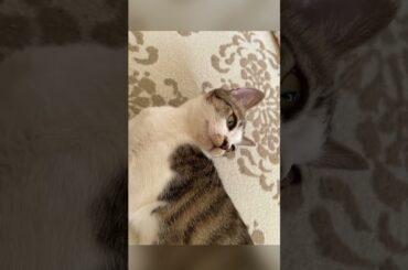 石田ひかりさん、石田ゆりこさん、おふたりともアラフィフ🧚‍♀️✨それであの透明感とかもう妖精⁉︎ココもどちらかと言えば妖精（自称）😹🧴✨ 今日は東京都議会選挙の投票で日本を変えましょうね🗼