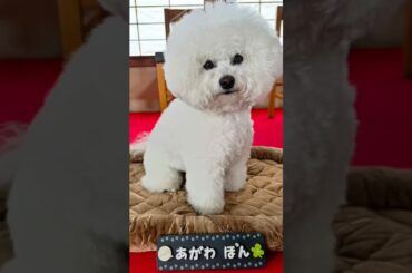 『ムサシノ輪舞曲』特別動画～ポンちゃんメモリー編～【最終回】6/21(土)よる11:30～放送！