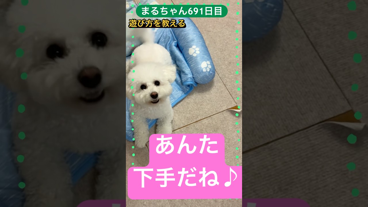 遊びをレクチャー⁉️#ビションフリーゼ #puppy #癒される #森高千里
