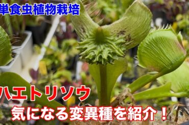 ハエトリソウの変異種“◯◯◯”を入手したので紹介します！
