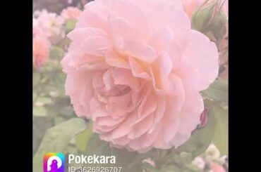 ZARDの『揺れる想い』  Pokekaraで歌ってみました♪