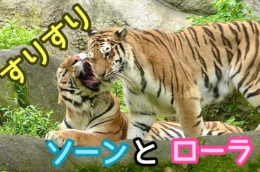 アムールトラ　ソーンくんとローラちゃん　愛情表現はすりすりです【浜松市動物園】Amur tiger Son-kun Lora-chan Hamamatsu Zoo