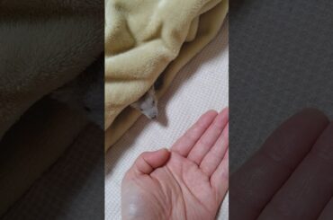 噛み癖あるから、いまだにドキドキするわ(笑)