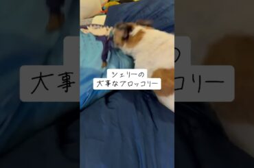 ワンダフルなお犬様 #金森姉弟 #真木よう子 #犬 #ブロッコリー