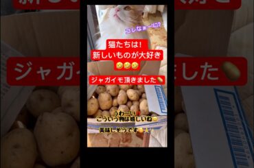 猫達は新しいものが大好き🤣💦ジャガイモも触りたい #ねこ #猫 #保護猫 #cat #shortvideo #shorts #猫動画 #猫のいる暮らし #かわいい #猫のいる生活 #野菜 #ネコ