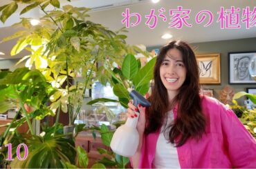 #10 わが家の植物 ／ Plants in my house