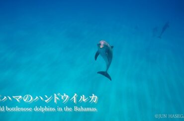オーシャナ・バハマ特集 ハンドウイルカ