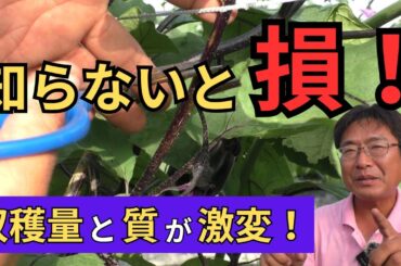 【たったこれだけ!?】ナスの品質が劇的に変わる“切り戻し”の秘密！プロ農家が徹底解説！（2025.6.27）