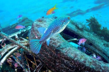 午前中に現れたホシフグ 2025.2.1 大瀬崎