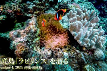 瀬底島「ラビリンス」を潜る December 4, 2024 沖縄 瀬底島