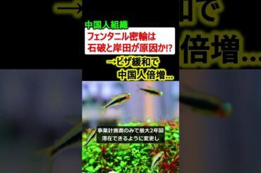 中国人の麻薬密輸、石破と岸田のせいだった!? →ビザ緩和で中国人倍増…