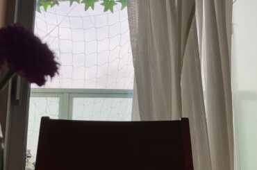 初恋　神サイとアユニDとN-buna？