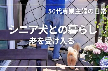 暮らしのvlog / シニア犬との暮らし / 主婦の昼ごはん / 老化が止まらない / 50代専業主婦の日常 / 犬のいる暮らし