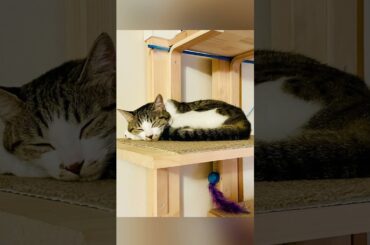 心痛めた佐々木希さんを、そっと支えたのは事務所の先輩・木村佳乃さん。強くて優しい女性たちに憧れちゃったにゃ…🐱🌸見た目だけじゃなく、内面も素敵なレディを目指したい今日この頃🌙渡部建💦