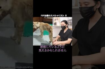 ボサボサになってしまった猫の悲しい理由#fip