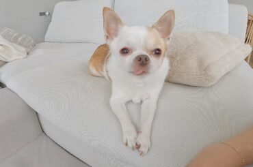 とっておきのご馳走を準備して友達を待つチワワ