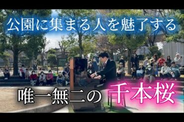 桜の咲く公園に置いてあるピアノで千本桜を弾いたら満開になった🌸