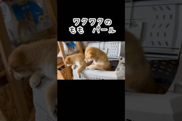 マイクロチップとワクチン接種行って来ました#柴犬