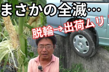 【悲劇三連発】トウモロコシ全滅→車が脱輪→出荷不能…最悪の一日でした（2025.7.4）