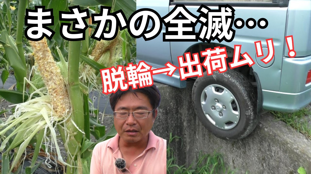 【悲劇三連発】トウモロコシ全滅→車が脱輪→出荷不能…最悪の一日でした(2025.7.4) 【悲劇三連発】トウモロコシ全滅→車が脱輪→出荷不能…最悪の一日でした(2025.7.4)
