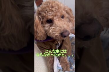 新しい服を着てプチパニックを起こすクッキー🍪#shorts #トイプードル #大型犬のいる生活 #toypoodlepuppy #犬のいる生活 #toypoodle #トイプードルのいる暮らし